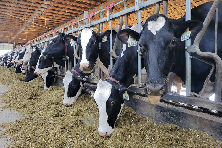 Cows feeding