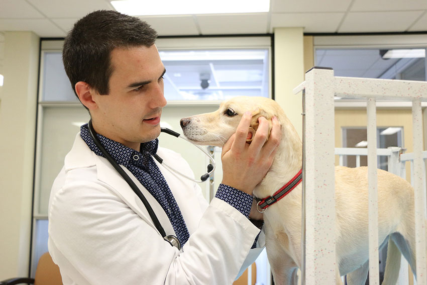 Veterinarian, Dr. Nolan Chalifoux, examines a yellow lab